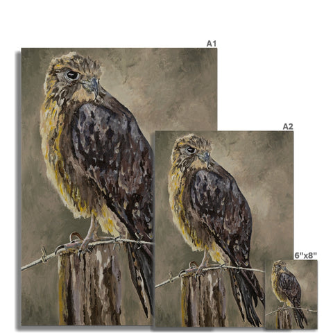 The Falcon Muse Fine Art Print