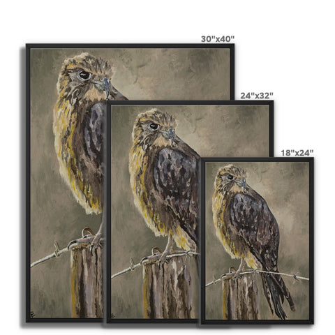 The Falcon Muse Framed Canvas